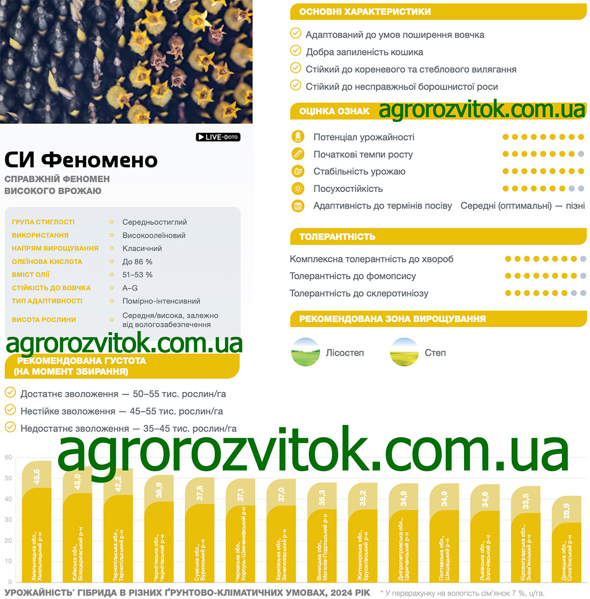 Соняшник Феномено Сингента Соняшник Феномено Сингента