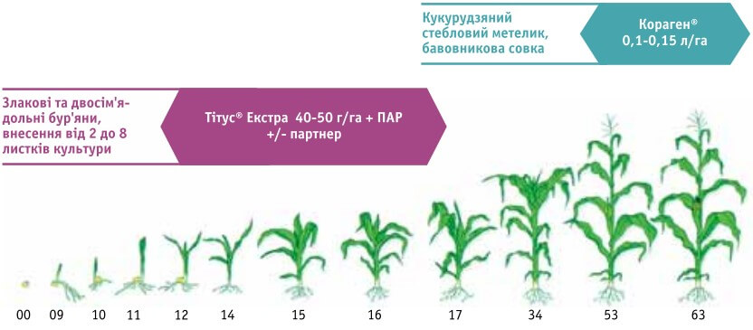 Тітус Екстра гербіцид для кукурудзи