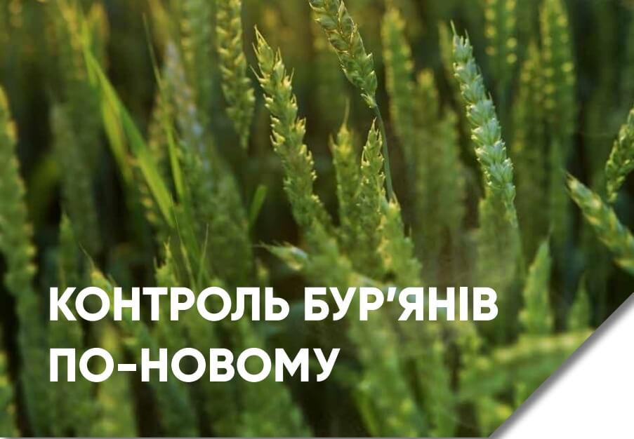 Гербіцид Квелекс для зернових - пшениці та ячменю