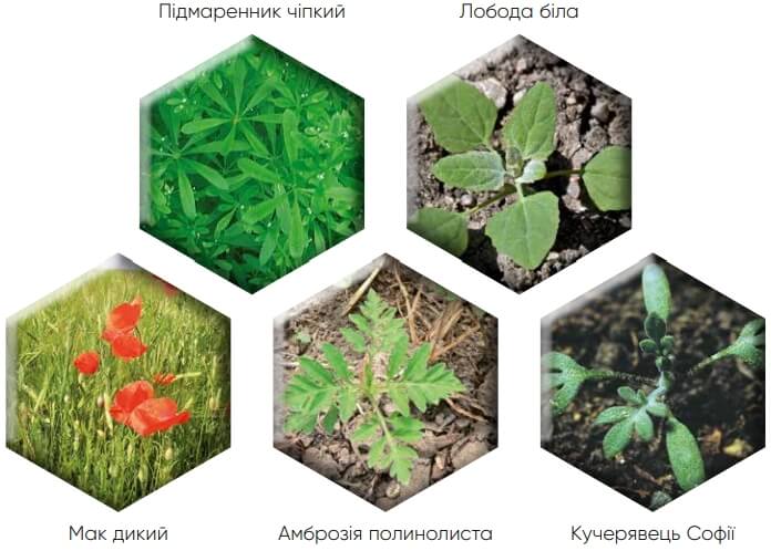 Контроль бур’янів гербіцидом Квелекс 200 ВГ