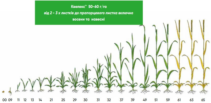 Квелекс™ – застосування гербіцида на зернових