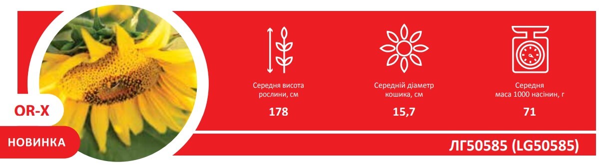 Насіння соняшнику ЛГ 50585 Лімагрейн