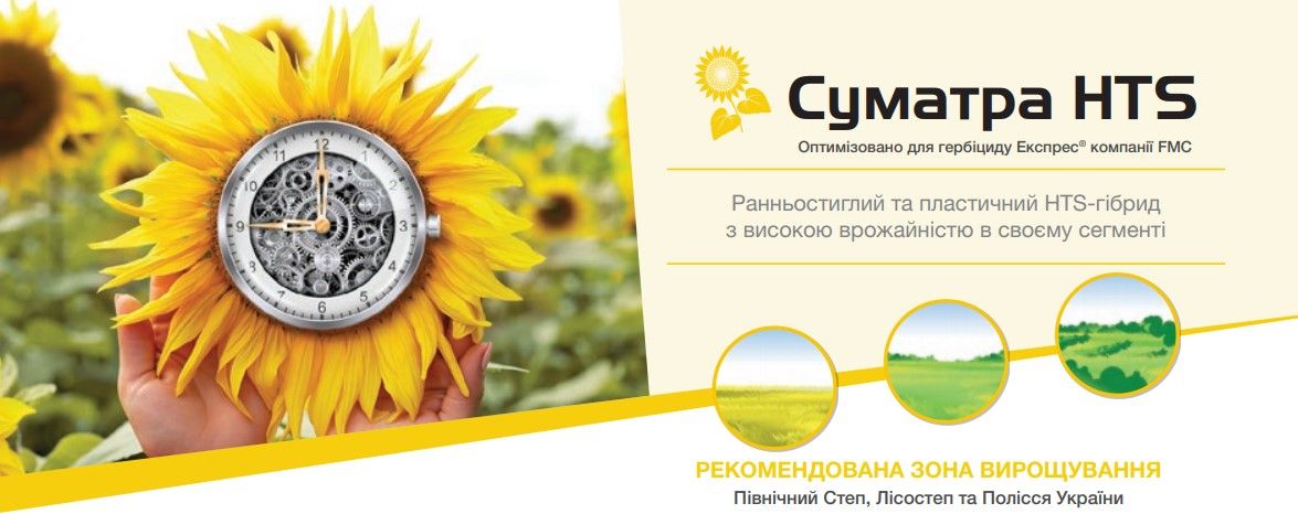 Соняшник Суматра Сингента