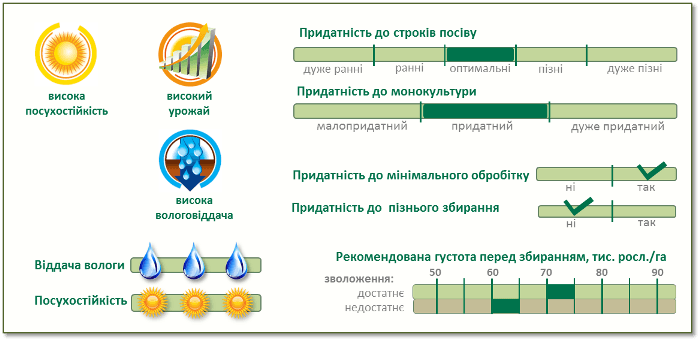 Насіння Кукурудзи П9175 (P9175) Піонер