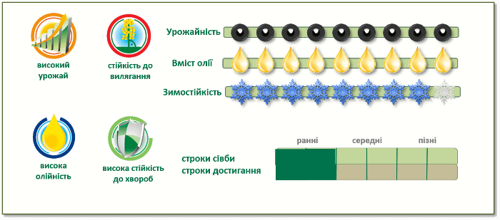 Переваги озимого ріпаку ПР44Д06 (PR44D06)