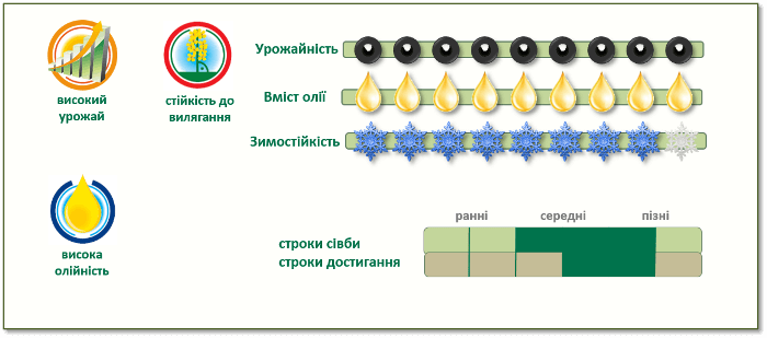 Переваги озимого ріпаку ПР46В21 (PR46W21)