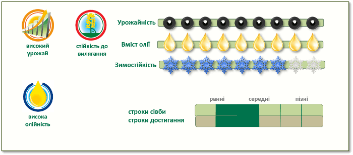 Переваги озимого ріпаку ПТ234 (PT234)