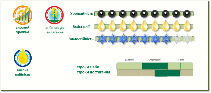 Переваги озимого ріпаку ПТ248 (PT248)