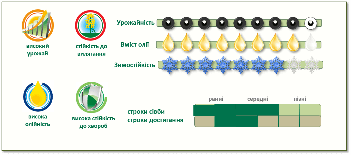 Переваги озимого ріпаку PX111CL (ПХ111ЦЛ)