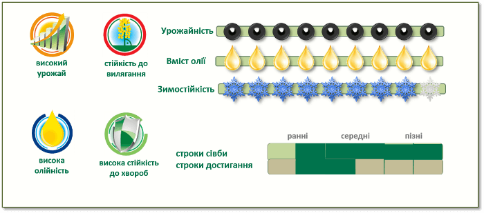 Переваги озимого ріпаку ПХ113 (PX113)