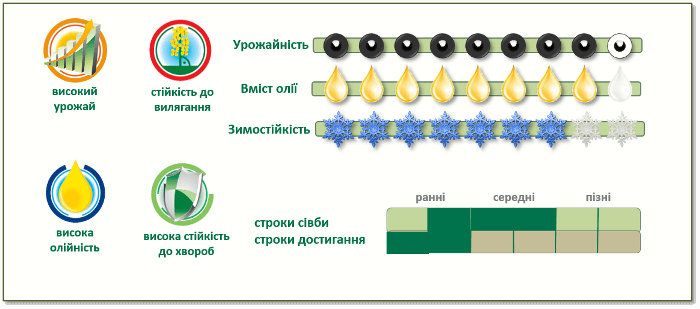 Переваги озимого ріпаку PX125CL (ПХ125КЛ)