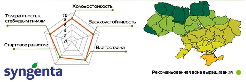 Насіння Кукурудзи НК Канзас Сингента