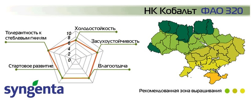 Насіння Кукурудзи НК Кобальт Сингента