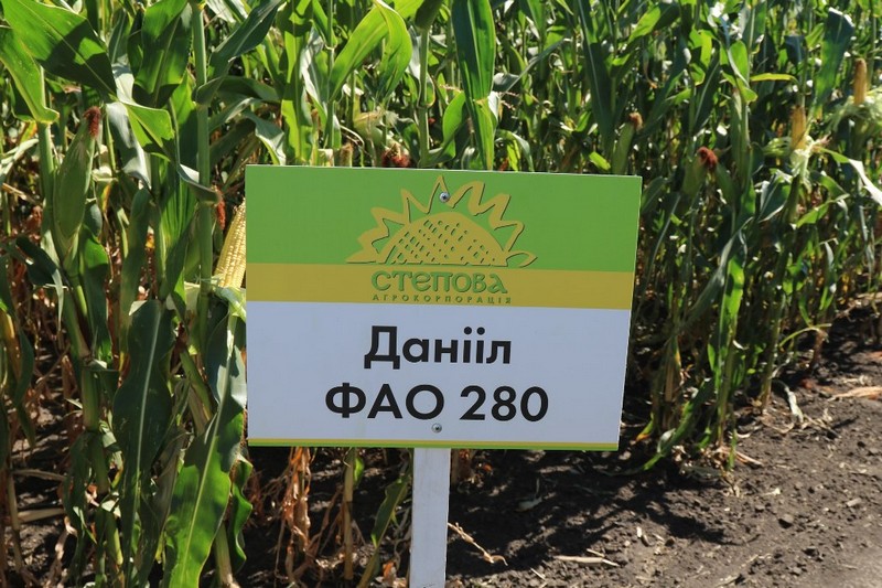Кукурудза Даніїл ФАО 280
