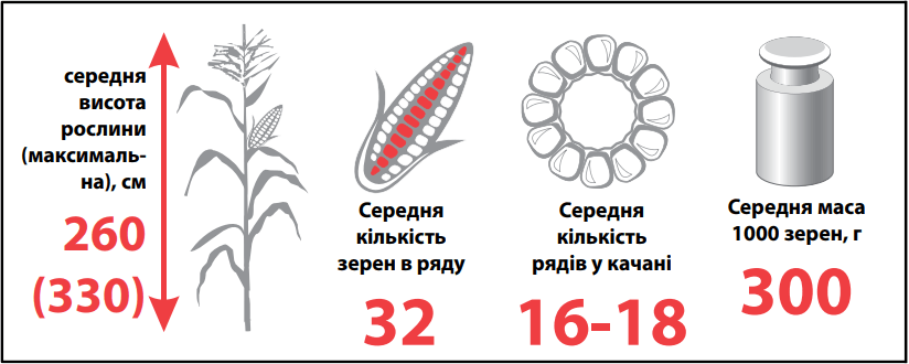 Насіння Кукурудзи ЛГ 30360 (LG 30.360) Лімагрейн