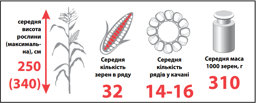 Насіння Кукурудзи ЛГ 3258 (LG 32.58) - Лімагрейн