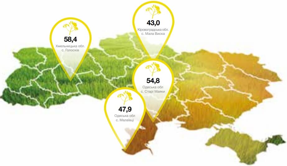 Урожайність гібрида Савео
