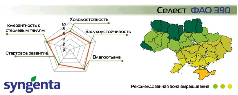 Насіння Кукурудзи НК Селест Сингента