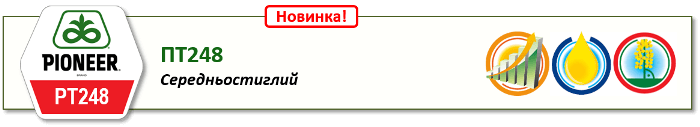 Насіння Озимого Ріпаку Піонер ПТ248 (PT248) Середньостиглий