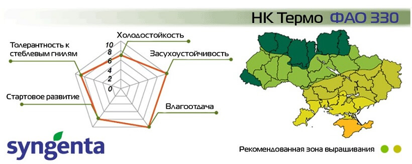 Насіння Кукурудзи НК Термо Сингента