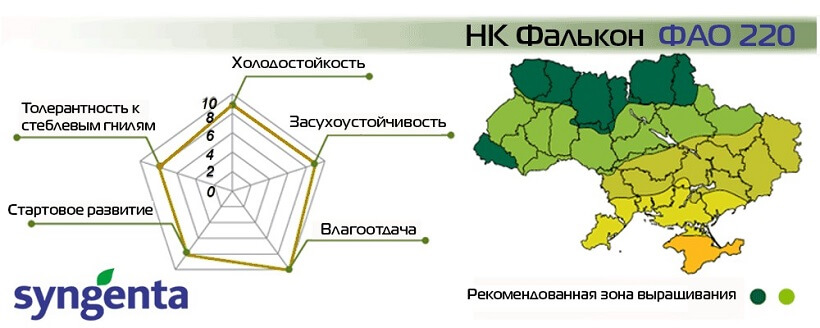 Насіння Кукурудзи НК Фалькон Сингента