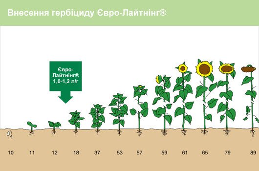 Внесення гербіциду Євролайтінг на соняшник Внесення гербіциду Євролайтінг на соняшник